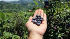 Çay yerine mavi yemiş dikti, yılda 300 bin TL kazanıyor