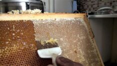 Çiçek balında hasat başladı, fiyatlar belli oldu