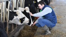 Çiğ süt üretiminde alarmlar çalıyor