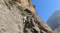 Cilo Dağı’nda kaya balı… Altın ile yarışıyor