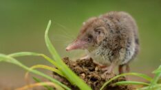 Çin’den korkutan haber: Langya virüsü salgını çıktı, öldürüyor