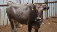 Dağlar kızı Reyhan kesilme korkusu olmadan yaşayacak