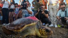 Deniz kaplumbağası Lara, 1 ayda 485 kilometre yol katetti