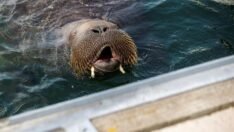 Dev mors, yoğun ilgi yüzünden “iyiliği için” uyutulabilir