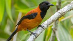 Doğada ilk defa zehirli bir kuş keşfedildi