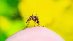 DSÖ: Nijerya’da 160 milyon kişi sarıhumma tehlikesi altında