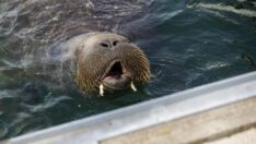 Dünya çapında üne kavuşan deniz aygırı uyutuldu