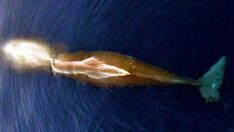 Ege’de ilk defa görüldü, görenler hayran kaldı