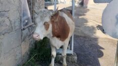 Elektrik direğine sıkışan inek kurtarıldı