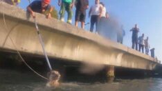 Emirgan’da köpek kurtarma seferberliği