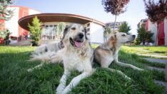 Evsiz Hayvanlar Günü 30 yaşında