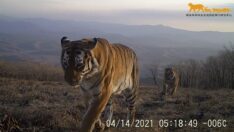 Farklı bir kaplan soyu ortaya çıkarıldı