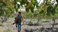 Fıstığın kilosu 170 TL olunca üreticinin uykusu kaçtı