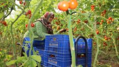 Fiyat artışlarında domates ve sebze son 7 yılın rekoru kırdı