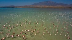 Flamingolardan görsel şölen