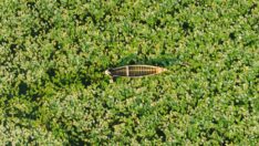 Gölbaşı Gölü’nü su sümbülleri sardı