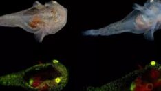 Grönland’de keşfedilen balık herkesi hayrete düşürdü