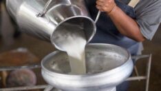 İçme sütü ve peynir üretiminde düşüş