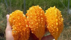 İki tohumla başladığı kudret narı üretiminde sera kurdu