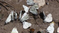 İklim değişikliğiyle Türkiye’de yeni kelebek türleri görülüyor