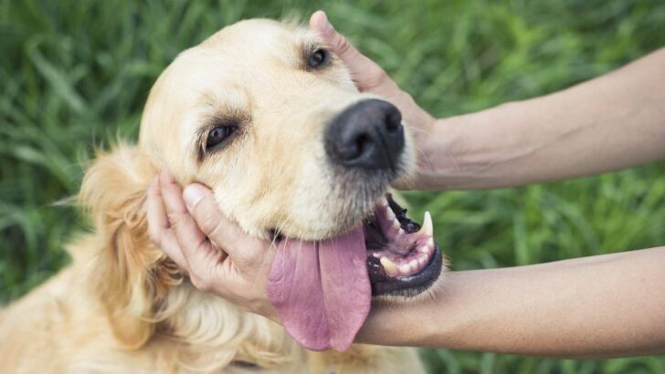 İnsanlar, köpeklerin ruh hallerini tahmin edebiliyor