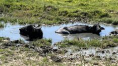 İstanbul Bienali’nde Manda Festivali