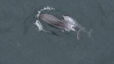 İstanbul Boğazı’nda yunuslardan görsel şölen