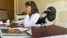 İyileştirdiği karga yalnız kalmasın diye yanında işe götürüyor