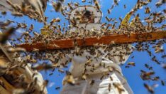 Karacadağ’da 100 bin kovanda bal üretildi