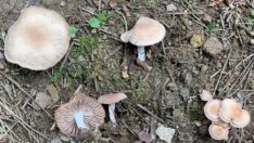 Karadeniz’de 20 yeni mantar türü keşfedildi