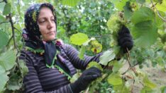 Karadeniz’de fındık hasadı başladı