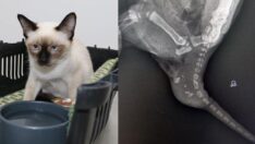 Kardeşi kuyruğuna yapışık doğdu! Dünyada ikinci vaka