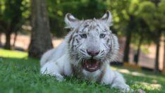 Kartopu özel bakımla kilosunu ikiye katladı