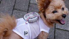 Kedi ve köpekler için kavurucu sıcağa karşı giyilebilir fan üretildi