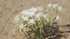 Koparmanın cezası 109 bin 593, dozerle yok etmenin cezası yok