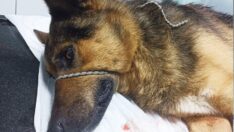 Köpeği tüfekle vurdu, serbest bırakıldı