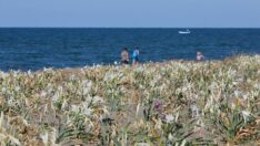 Koruma altındaki kum zambakları Samsun sahilinde çoğaldı