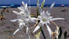 Kum zambağını koparmanın cezası 80 bin lira