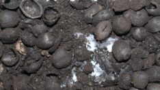 Kütahya’da 4 bin 200 yıllık fındık kalıntıları ortaya çıktı