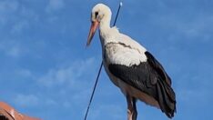 Leyleği okla vurdular! ‘Yaşama şansı bir hafta’