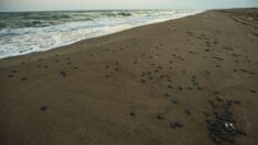 Mavi sularda hayat yolculuğu