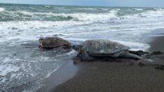 Mavi ve Deniz yaşam alanına kavuştu