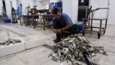 Mavi Yengeç’te talep patlaması