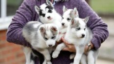 Maymun çiçeğinde bir ilk: Fransa’da bir köpek hastalığı kaptı