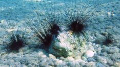 Muğla’da dikenli denizkestanesinin sayısı artıyor