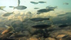 Munzur Çayı’nın ‘akvaryum’ görüntüsü büyülüyor