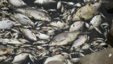 Nehirde felaket: Tonlarca ölü balık karaya vurdu