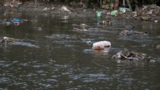 Nepal’in sembollerinden Bagmati Nehri siyaha büründü