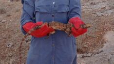 Nesli tehlike altında olan ve sarnıca düşen çöl varanı kurtarıldı