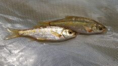 Nesli tehlikedeki beş endemik balık koruma altına alındı